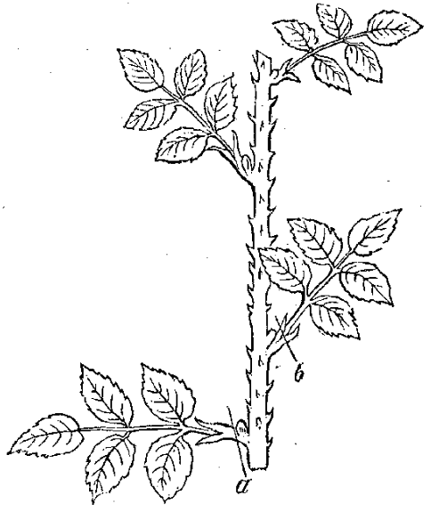 rose cutting diagram